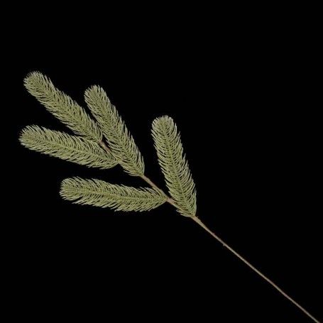 Rametto Natalizio Verde H.60 cm