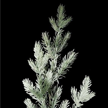 Rametto Natalizio di Pino Innevato H.77 cm