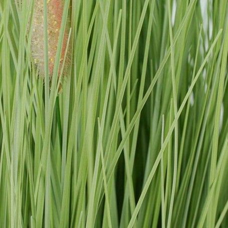 Pianta Pampas Artificiale H.120 cm