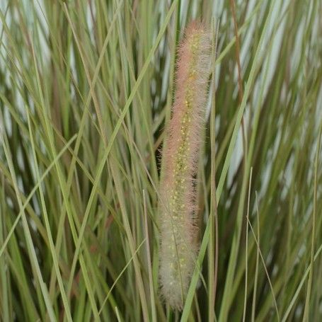 Pianta Pampas Artificiale con Vaso H.120 cm