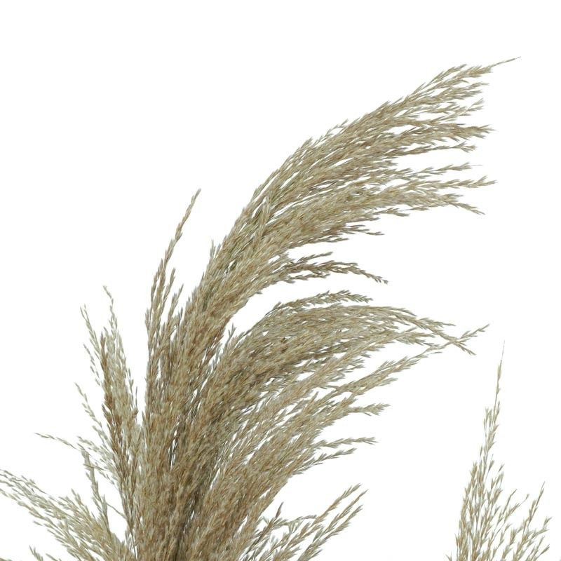 Pianta Pampas Artificiale con Phragmites