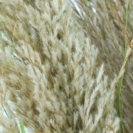 Pianta Pampas Artificiale con Phragmites