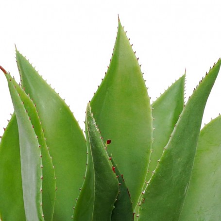 Pianta Agave Artificiale con Vaso in Terracotta H.56 cm