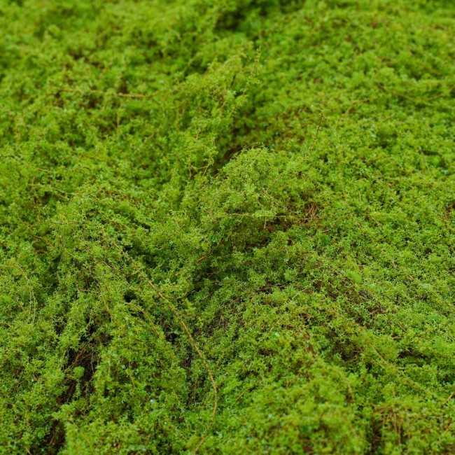 Pannello di Muschio Artificiale 100x100 cm