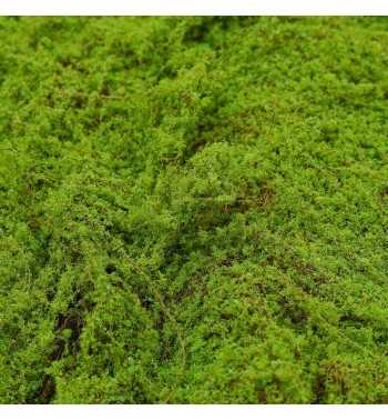 Pannello di Muschio Artificiale 100x100 cm