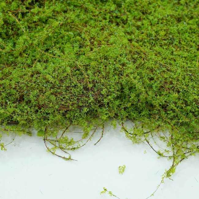 Pannello di Muschio Artificiale 100x100 cm