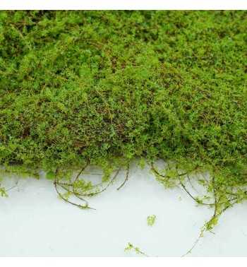 Pannello di Muschio Artificiale 100x100 cm