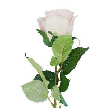 Rosa con Stelo e Foglie