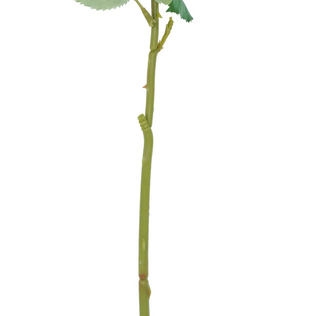 Rosa con Stelo e Foglie