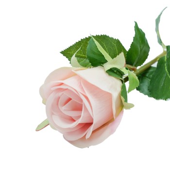 Rosa con Stelo e Foglie