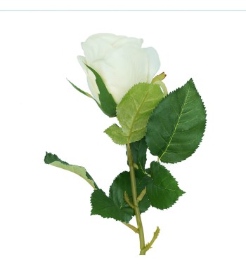 Rosa con Stelo e Foglie