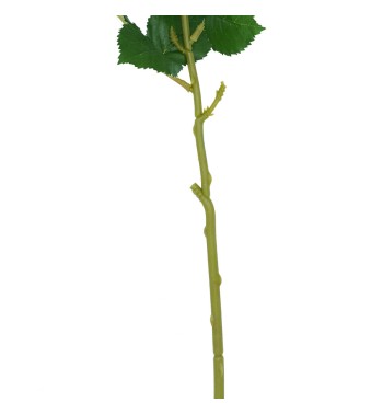 Rosa con Stelo e Foglie