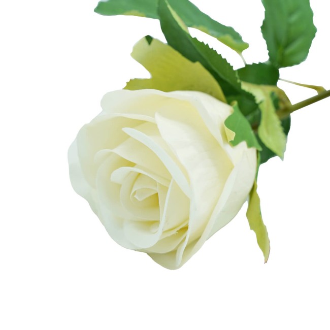 Rosa con Stelo e Foglie