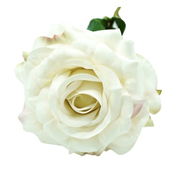 Rosa con Stelo 72 cm