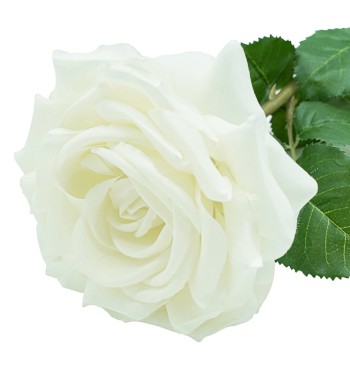 Rosa con Stelo e Foglie Artificiale H.70 cm