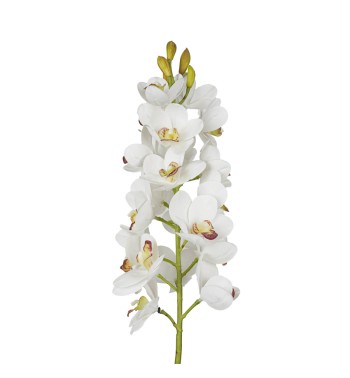 Ramo di 30 Magnolie D.7xH.82 cm