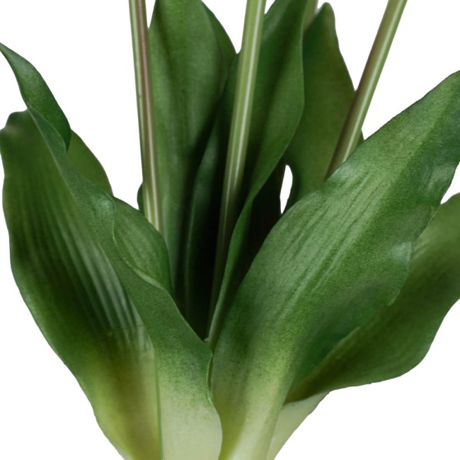 Fascio di 5 Tulipani H.39 cm