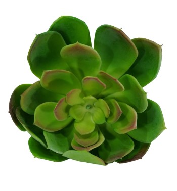 Fiore di Pianta Grassa Verde H.18 cm