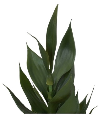 Pianta Dracaena Artificiale in Vaso Bianco 2 Misure