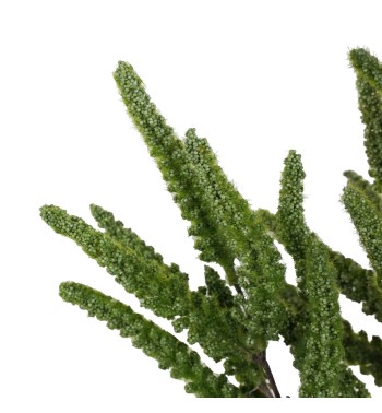 Rametto Natalizio 100 cm in PE 3 Colori